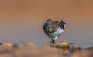 Green Sandpiper (Tringa ochropus) is usually found near freshwater. living in smaller bodies of water such as streams and ponds.