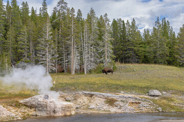 Bison on the shore of the Firehole River in the Upper Geyser Basin in Yellowstone National Park
