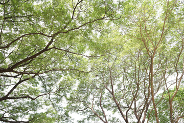 Monkey pod tree green lush nature