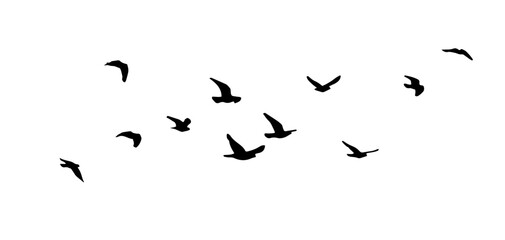 Obraz premium Flying birds silhouette flock. hand drawing. Not AI, Vector illustration