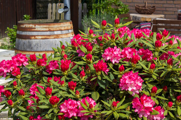 Fototapeta na wymiar Rustic garden - blooming pink rhododendron flowers