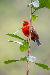 Red Madagascar Weaver sitting behind a small tip of a tree, vertical portrait
