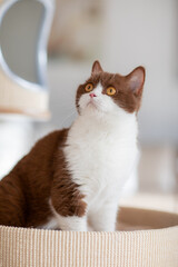 Britisch Kurzhaar Katze in moderner Wohnung, clean und minimalistisch