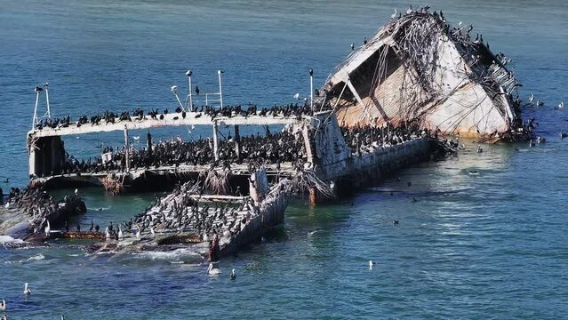 SS Palo Alto or Aptos Cement Ship, Aptos, California. Ship wreck covered with thousands of pelicans near the Californian coastline.