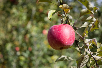 収穫を待つ木になる気になるリンゴたち