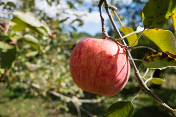 収穫を待つ木になる気になるリンゴたち
