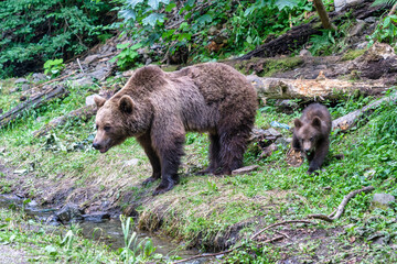 Brown bears in the wild