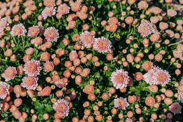 daisy blooming in autumn