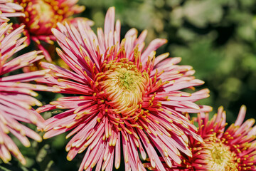 daisy blooming in autumn