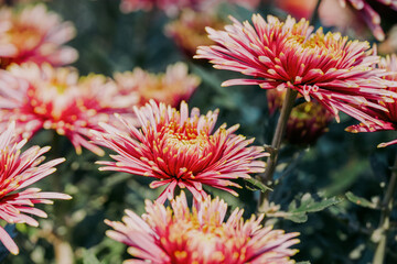 daisy blooming in autumn