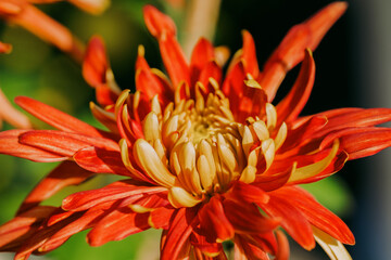 daisy blooming in autumn