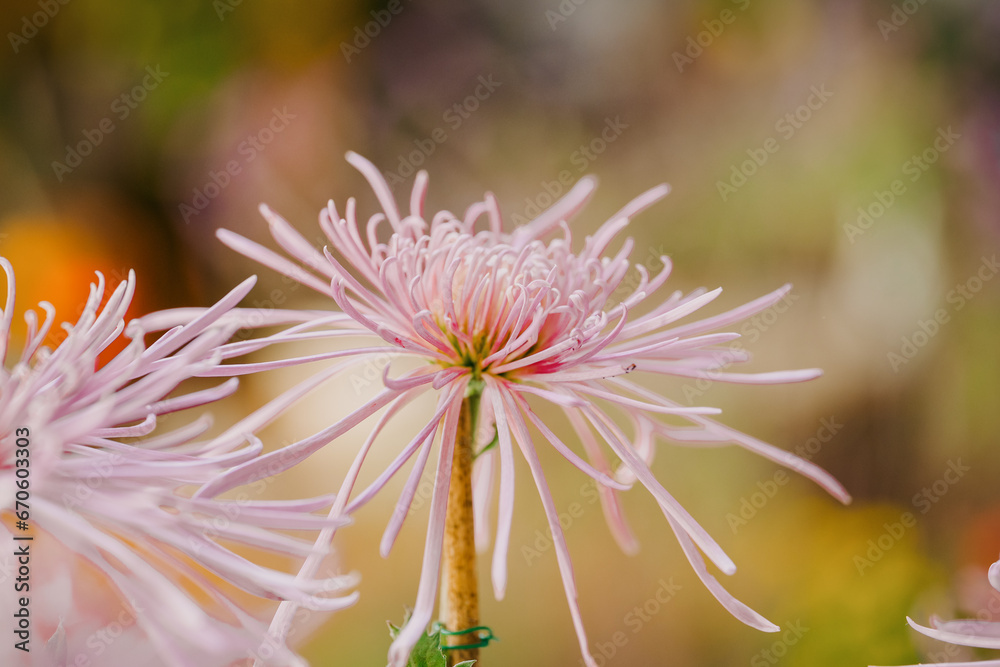 Wall mural daisy blooming in autumn