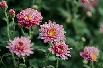 Fototapeta premium daisy blooming in autumn