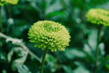 daisy blooming in autumn