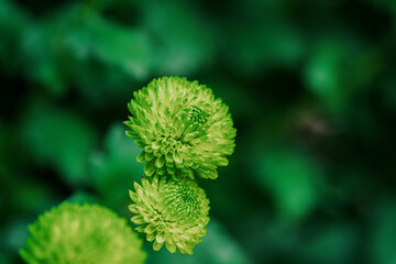 daisy blooming in autumn