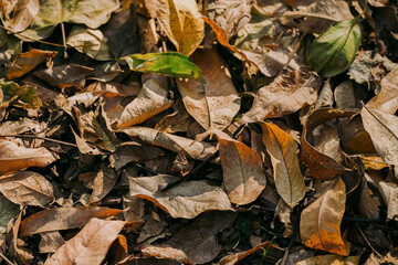 autumn leaves on the ground