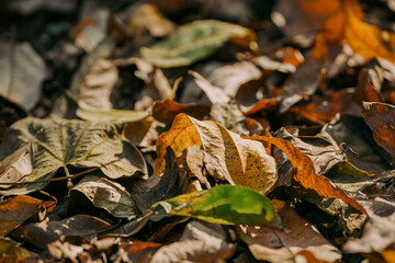 autumn leaves on the ground