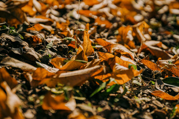 autumn leaves on the ground