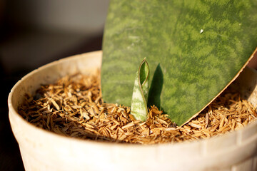 Sansevieria shoots grow next to the mother plant in the pot             