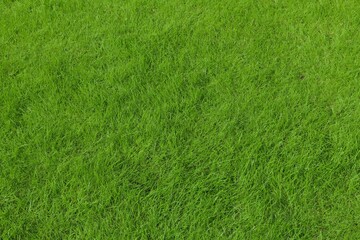 Grass background