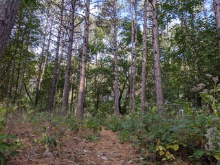 Walking in the woods
