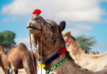 Decorated camel at the Pushkar fair - Rajasthan, India, Asia