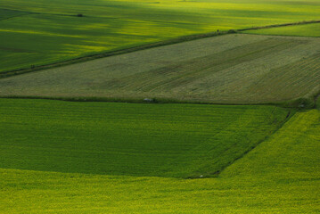 Castelluccio di Norcia - First blooms on the plateau