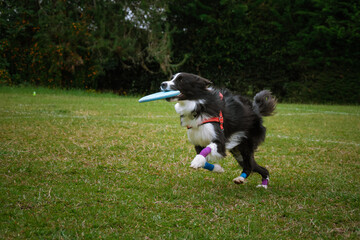 dog playing with disc 