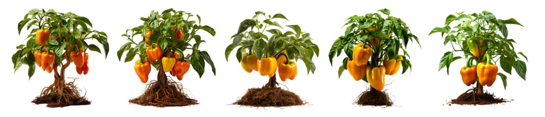 Plant of orange bell peppers,