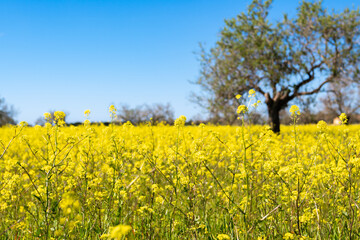 view of a meadow full of yellow flowers against a blue sky clear of clouds