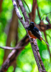 White-rumped Shama (Copsychus malabaricus) Spotted Outdoors in Southeast Asia