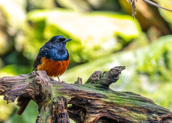 White-rumped Shama (Copsychus malabaricus) Spotted Outdoors in Southeast Asia