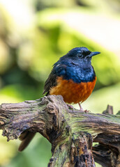 White-rumped Shama (Copsychus malabaricus) Spotted Outdoors in Southeast Asia