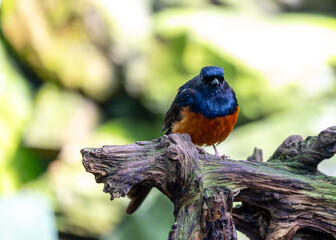 White-rumped Shama (Copsychus malabaricus) Spotted Outdoors in Southeast Asia