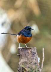 White-rumped Shama (Copsychus malabaricus) Spotted Outdoors in Southeast Asia