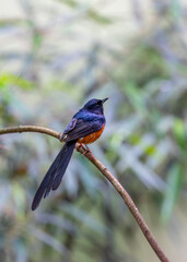 White-rumped Shama (Copsychus malabaricus) Spotted Outdoors in Southeast Asia