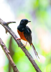 White-rumped Shama (Copsychus malabaricus) Spotted Outdoors in Southeast Asia