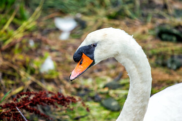 Fototapeta premium Adult Swan Spotted in Dublin, Ireland