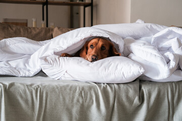 A dog of the Golden Retriever breed lies under a white blanket. Colds in autumn and winter. A sleeping dog lies under a blanket, the house is cold, the heating is on.