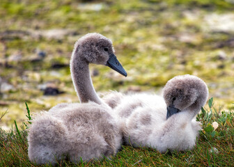 Cygnet (Cygnus olor) Spotted Outdoors in Dublin, Ireland