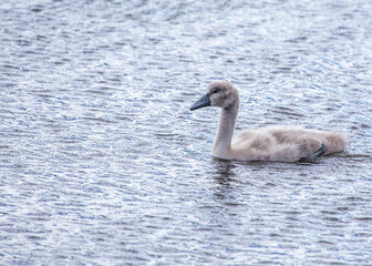Cygnet (Cygnus olor) Spotted Outdoors in Dublin, Ireland