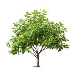 Obraz premium Mint tree on transparent background