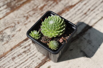Naklejka premium Smit's Seedling Sempervivum arachnoideum rojnik pajęczynowaty