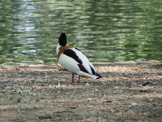 common shelduck duck scient. name Tadorna tadorna bird animal