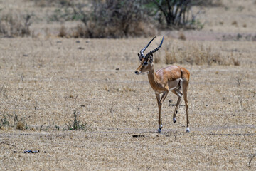 Impala male closeup portrait in the great plains of Serengeti ,Tanzania, Africa