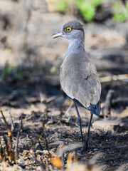 Senegal Lapwing foraging on the ground in Serengeti plains, Tanzania