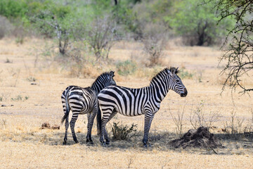 Fototapeta na wymiar Two Plain Zebras standing in the great plains of Serengeti ,Tanzania, Africa