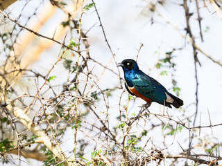 Superb Starling on tree branch in Serengeti, Tanzania