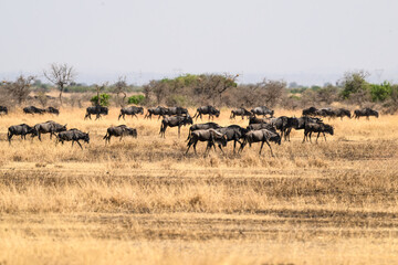 Wildebeests in the great plains of Serengeti ,Tanzania, Africa