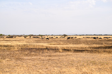 Wildebeests in the great plains of Serengeti ,Tanzania, Africa